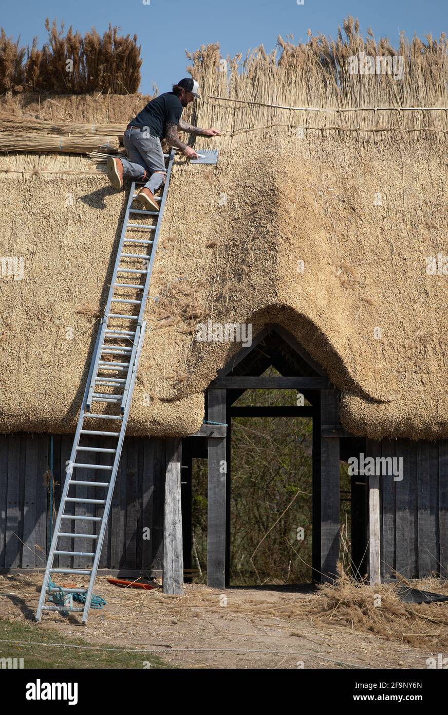 Meister Thatcher Lyle Morgans arbeitet auf dem Dach einer neuen sächsischen Halle auf der Butser Ancient Farm in Hampshire. Es basiert auf einem angelsächsischen Hallhaus aus dem 7. Jahrhundert, das in der Nähe des nahegelegenen Dorfes Chalton gefunden wurde und wird mit traditionellen Holzrahmen- und Strohtechniken unter Verwendung von 3.5 Tonnen Schilfstroh auf dem Dach gebaut. Bilddatum: Dienstag, 20. April 2021. Stockfoto