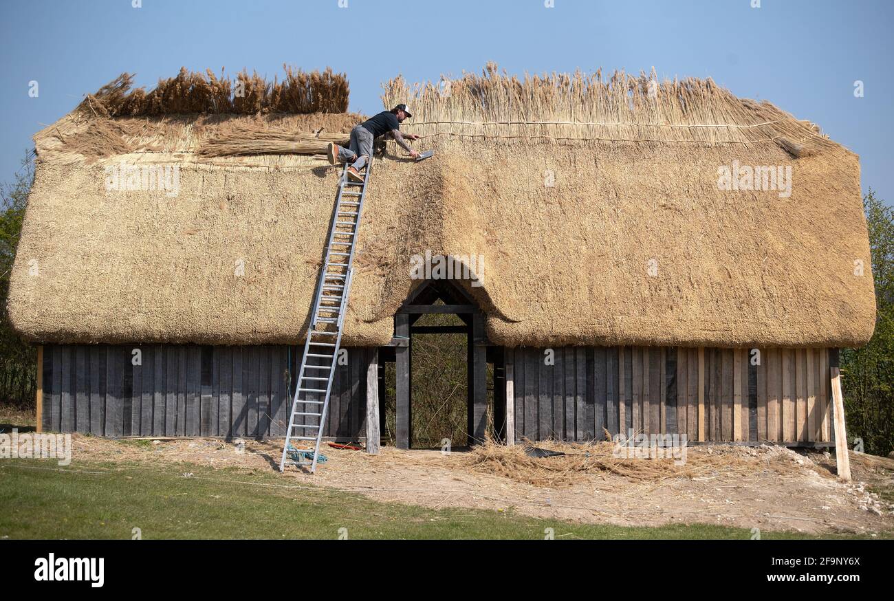 Meister Thatcher Lyle Morgans arbeitet auf dem Dach einer neuen sächsischen Halle auf der Butser Ancient Farm in Hampshire. Es basiert auf einem angelsächsischen Hallhaus aus dem 7. Jahrhundert, das in der Nähe des nahegelegenen Dorfes Chalton gefunden wurde und wird mit traditionellen Holzrahmen- und Strohtechniken unter Verwendung von 3.5 Tonnen Schilfstroh auf dem Dach gebaut. Bilddatum: Dienstag, 20. April 2021. Stockfoto