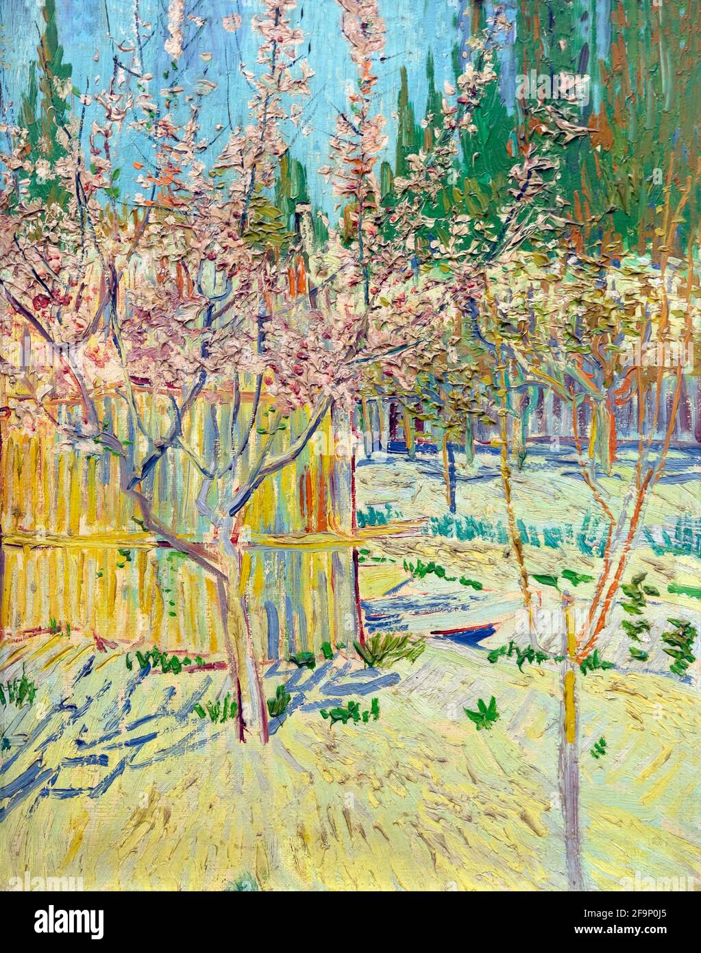 Aprikosenbäume in Blossom, Vincent van Gogh, 1888, Stockfoto
