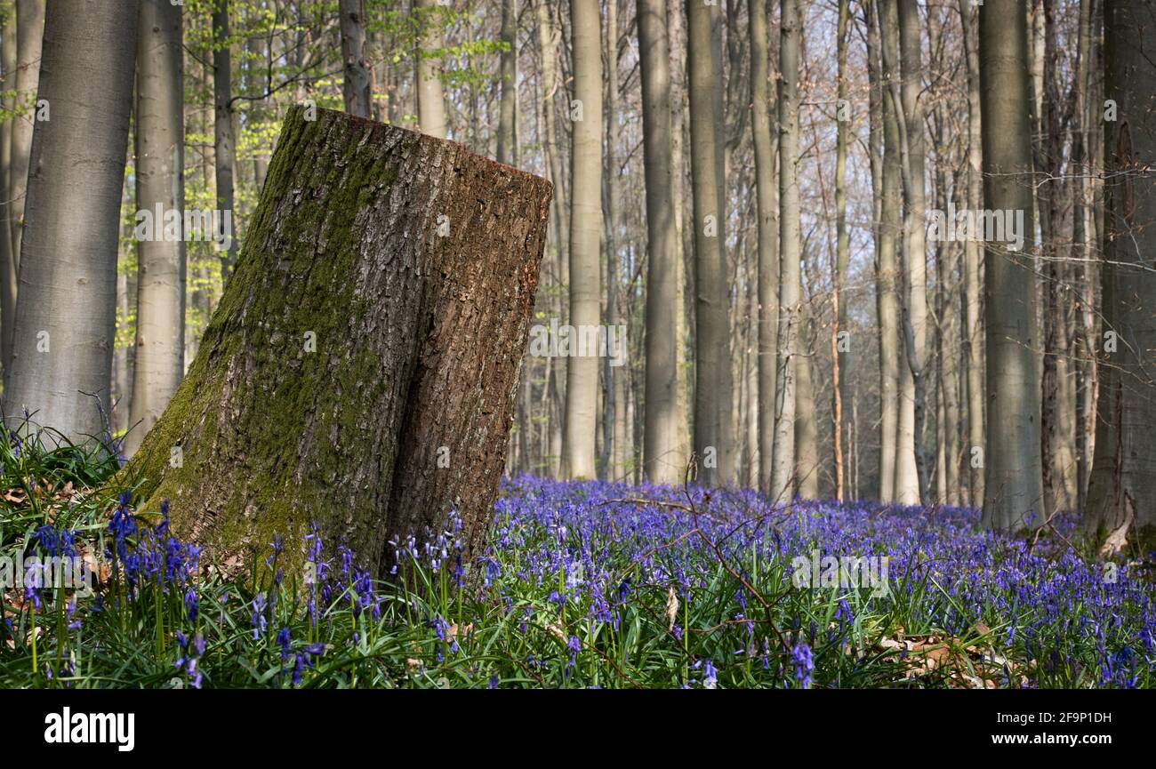 Die Abbildung zeigt den Hallerbos in Halle, bekannt für seine Bluebells, Montag, den 19. April 2021. BELGA FOTO BENOIT DOPPAGNE Stockfoto