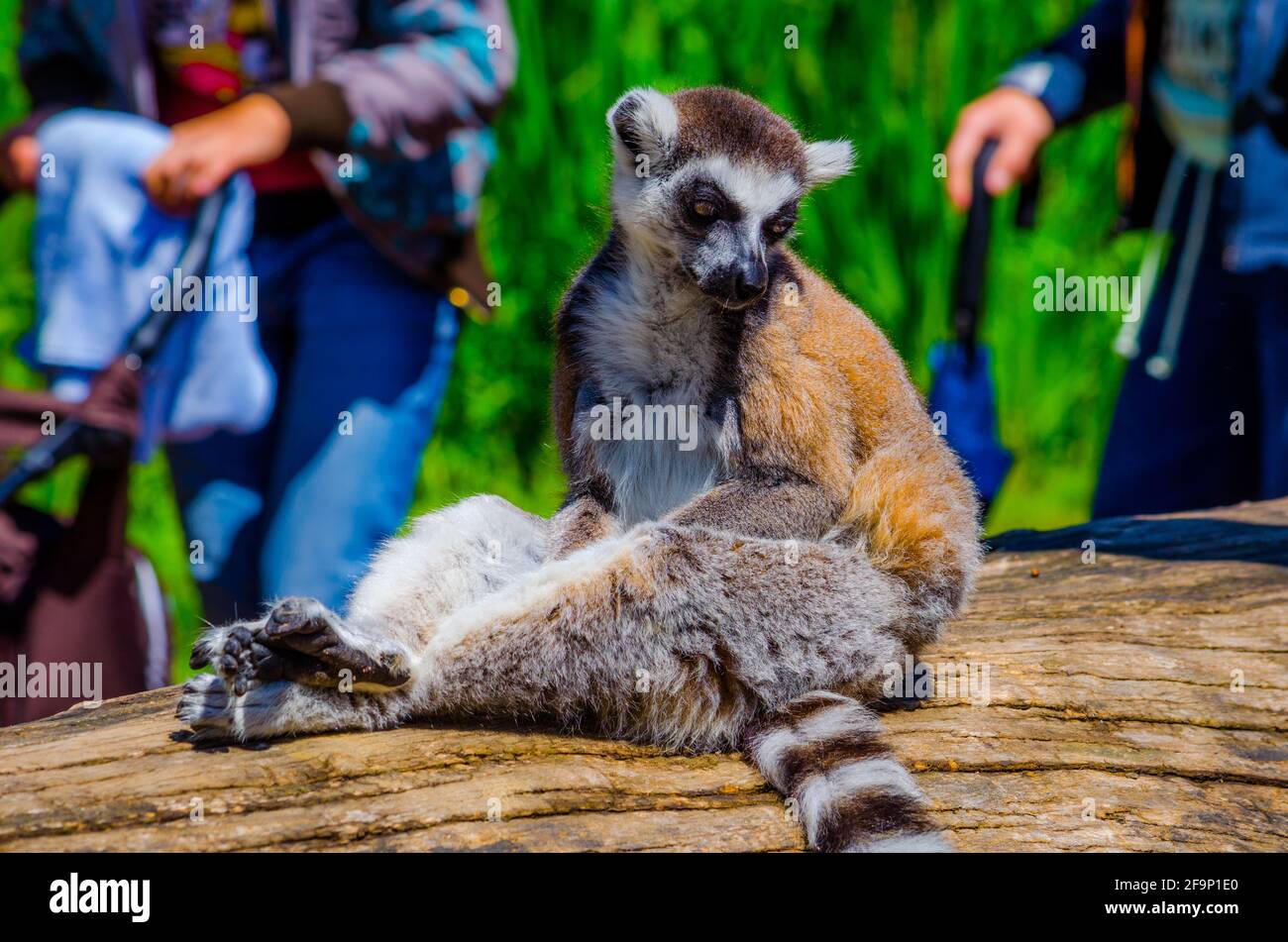 Touristen kommen am Ringschwanzlemur (Lemur catta) vorbei In einem offenen Gehege im Prager Zoo Stockfoto