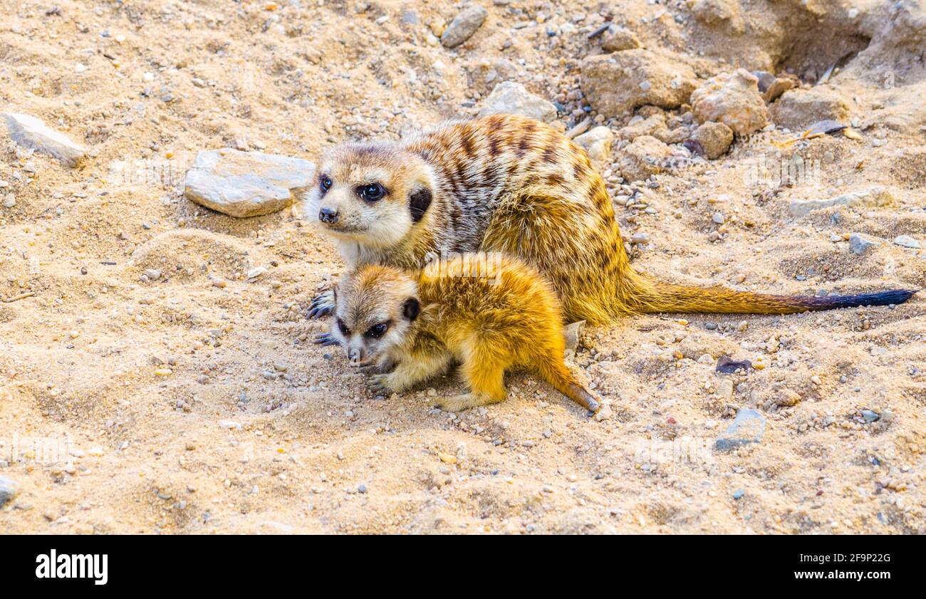 Kleine Erdmännchen - surikat (Suricata suricatta) Schützt ihr Baby im prager Zoo Stockfoto