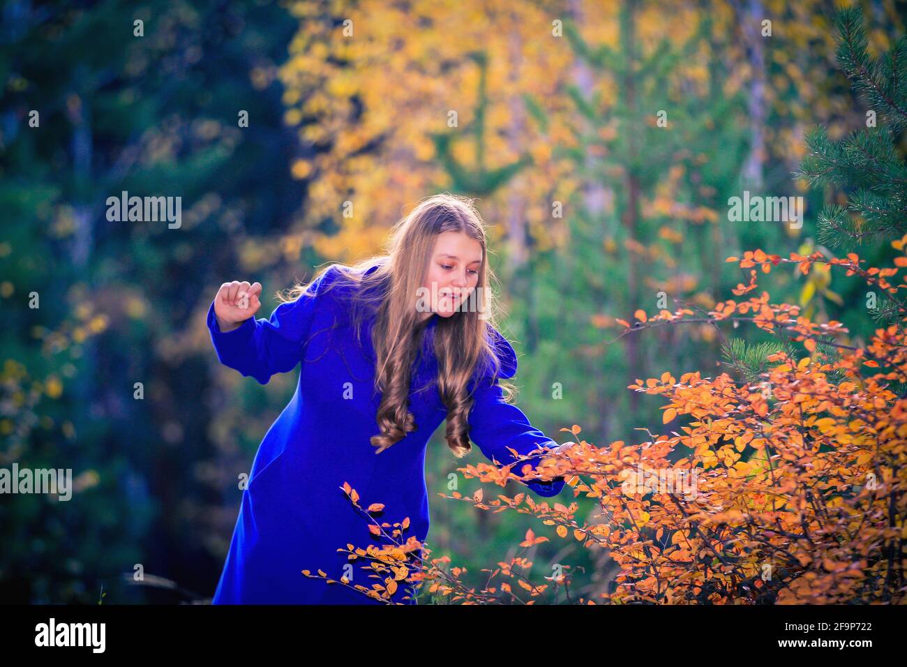 Ein junges Mädchen spaziert im Herbstpark, steht hinter einem Baum. Die Bäume haben gelbe Blätter. Stockfoto