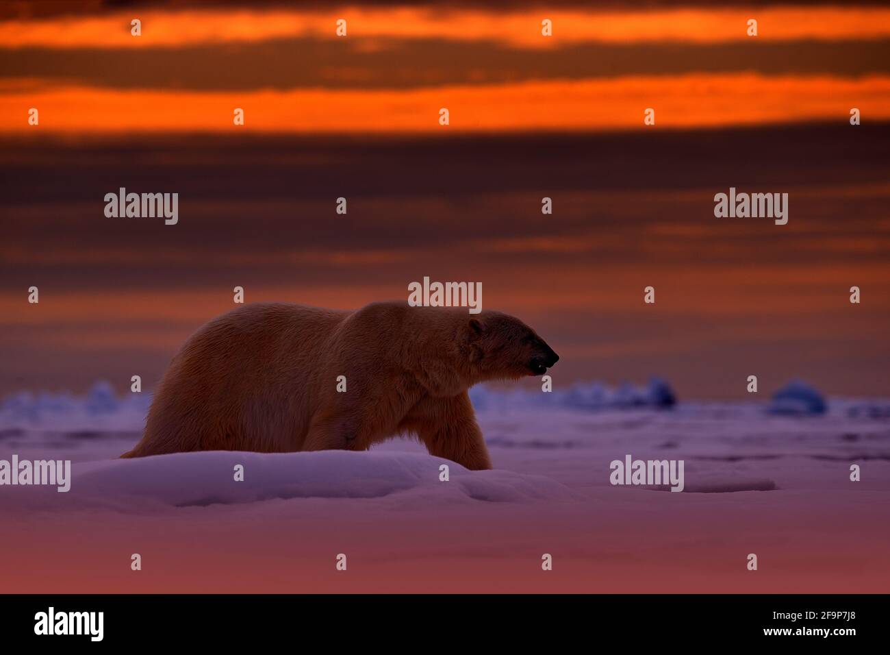Eisbären Sonnenuntergang in der Arktis. Bär auf dem treibenden Eis mit Schnee, mit orangefarbener Abendsonne, Svalbard, Norwegen. Schöner roter Himmel mit Gefahr Tier, Stockfoto