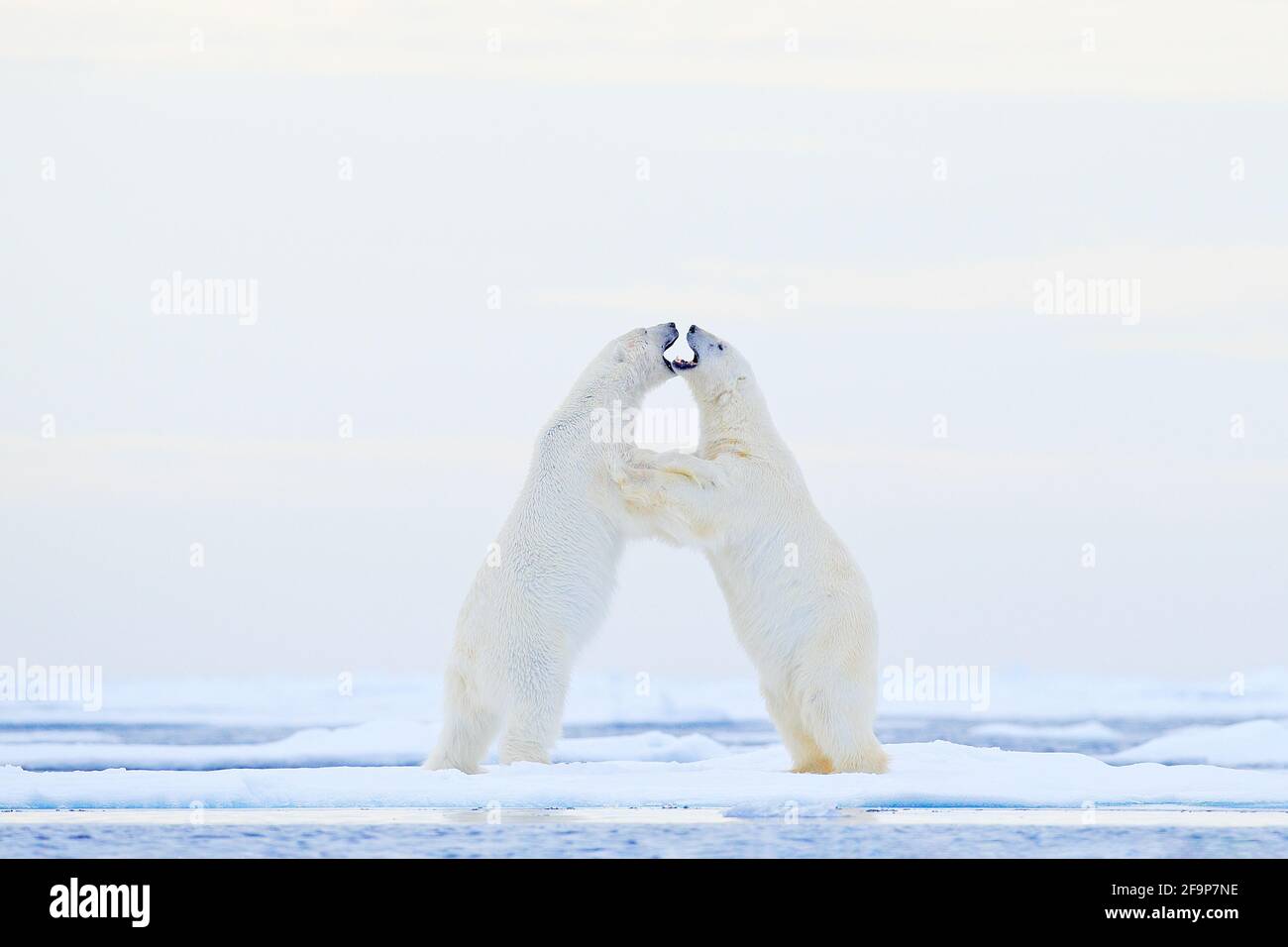 Eisbär tanzt auf dem Eis. Zwei Eisbären lieben auf treibendem Eis mit Schnee, weiße Tiere in der Natur Lebensraum, Svalbard, Norwegen. Spielende Tiere Stockfoto
