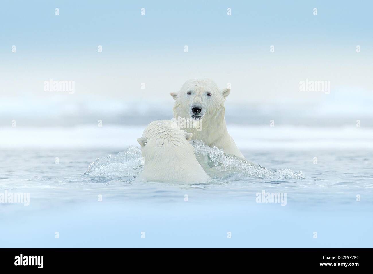 Eisbären spielen im Wasser mit Eis. Weiße Tiere kämpfen im Naturlebensraum Spitzbergen, Norwegen. Bären, die im Schnee spielen, arktische Tierwelt. Lustig Stockfoto