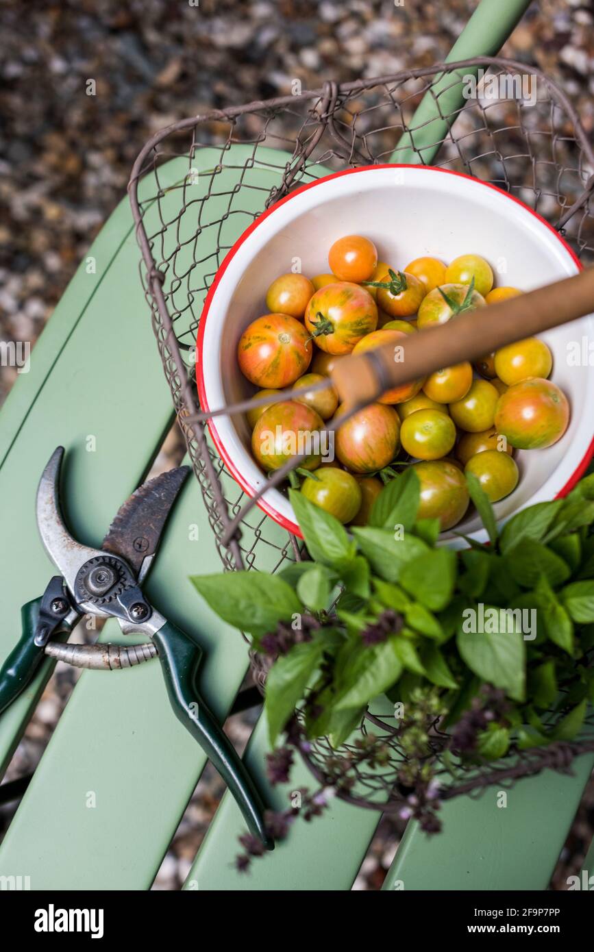 Ernte, Ernte, Garten, Gartenarbeit, Tomaten, Kirschtomaten, Kräuter, Basilikum, thailändisches Basilikum, Clippers, Hinterhof, Stadt, Lebensmittel, Wachstum Stockfoto