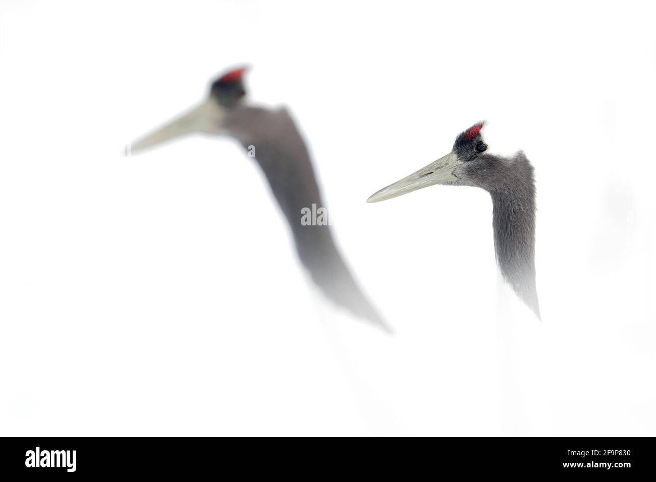 Tanzendes Paar Rotkronenkran mit offenem Flügel im Flug, mit Schneesturm, Hokkaido, Japan. Vogel im Fliege, Winterszene mit Schnee. Schneetanz in der Natur Stockfoto