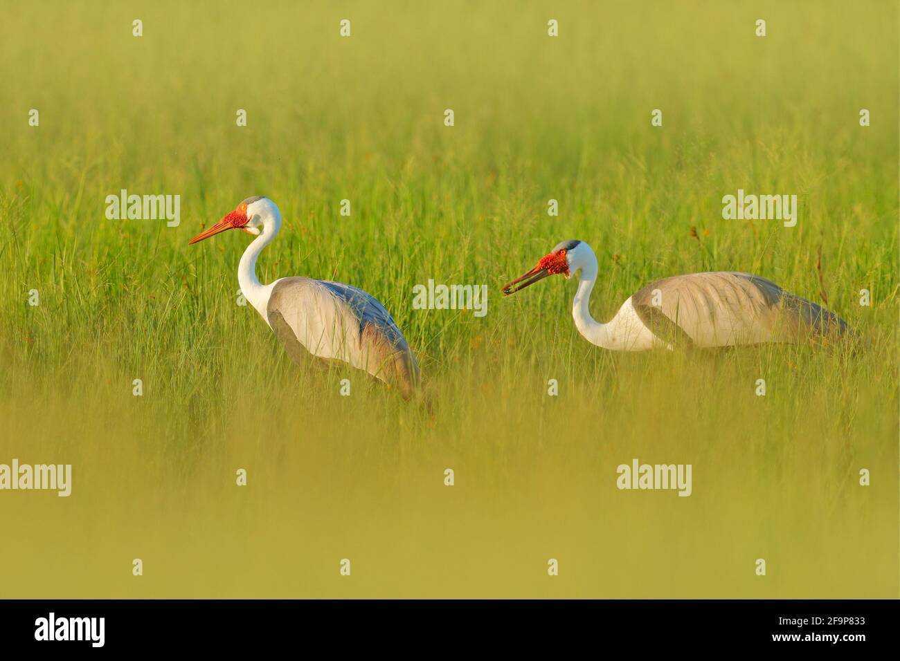 Wattkranich, Grus carunculata, mit rotem Kopf, Wildtiere aus dem Okavango Delta, Moremi, Botswana. Großer Vogel im Naturlebensraum, grüne Wiese. Wildtiere Stockfoto