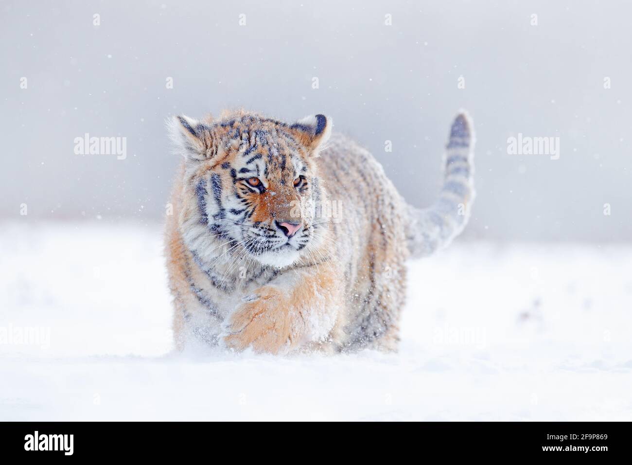 Tiger in wilder Winternatur, Laufen im Schnee. Sibirischer Tiger, Panthera tigris altaica. Action Wildlife-Szene mit gefährlichen Tieren. Kalter Winter in Stockfoto