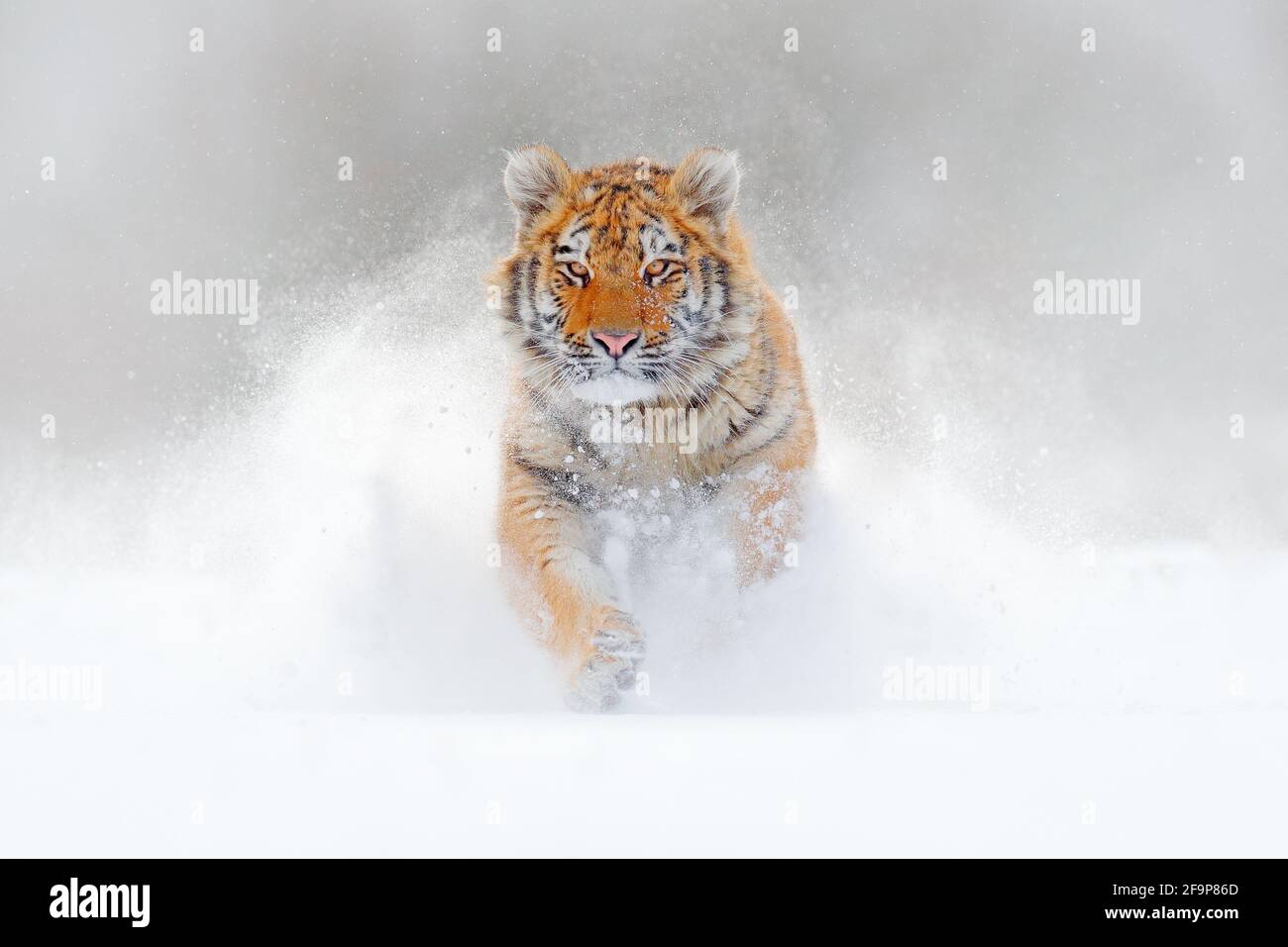 Tiger läuft im Schnee, wilde Winternatur. Sibirischer Amur-Tiger, Panthera tigris altaica, Wildtierszene mit gefährlichen Tieren. Kalter Winter in Taig Stockfoto