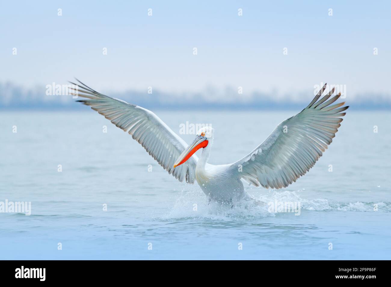 Vogel mit Sonnenaufgang am Morgen. Dalmatinischer Pelikan, Pelecanus crispus, im Kerkini-See, Griechenland. Pelikan mit offenen Flügeln. Wildlife-Szene aus europäischer Natur Stockfoto