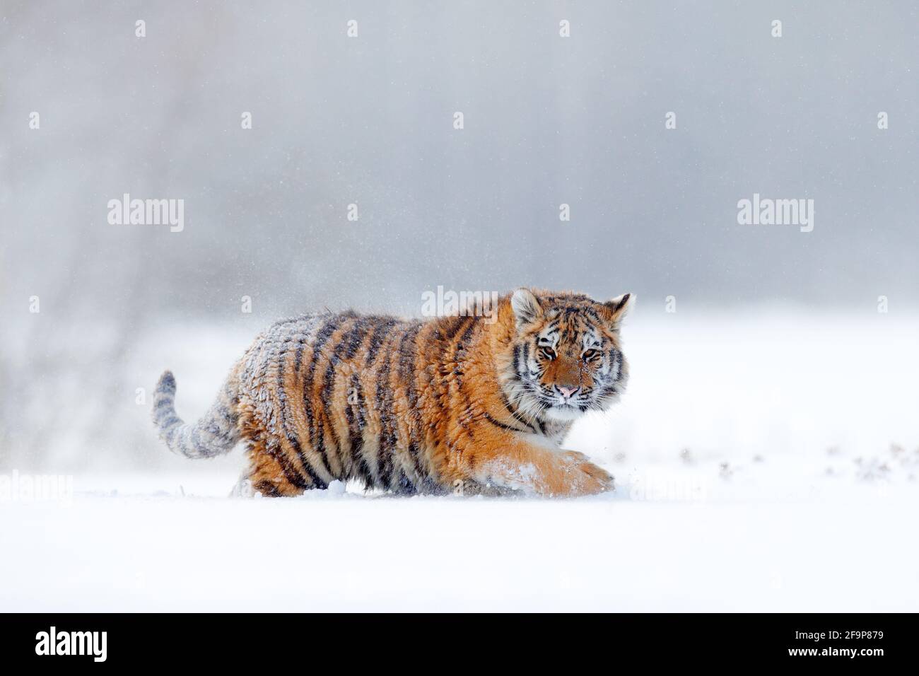 Tiger in wilder Winternatur, Laufen im Schnee. Sibirischer Tiger, Panthera tigris altaica. Action Wildlife-Szene mit gefährlichen Tieren. Kalter Winter in Stockfoto