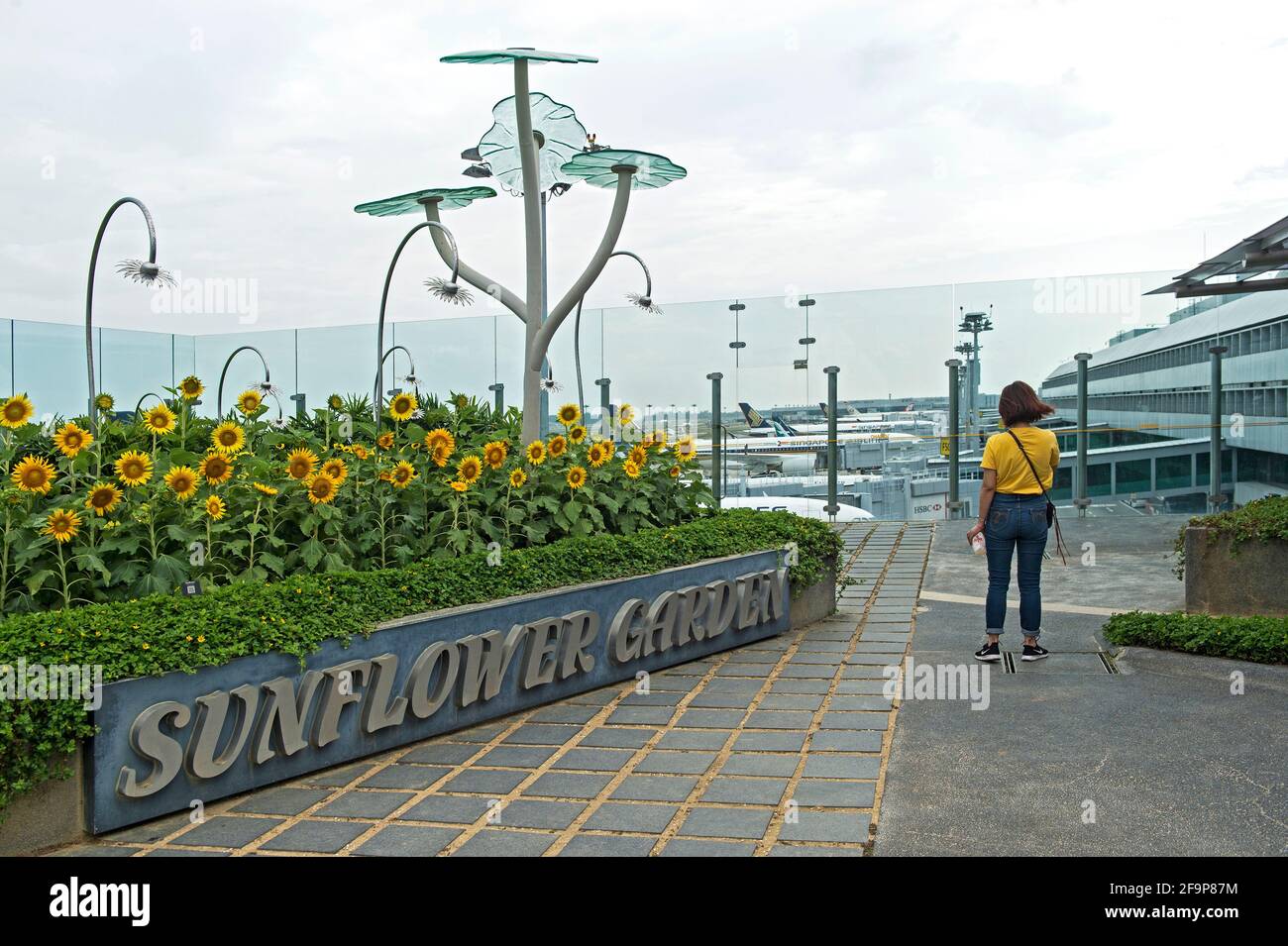 Sunflower Garden Auf Dem Dach Des Terminals 2, Singapore Changi Airport, Singapur Stockfoto