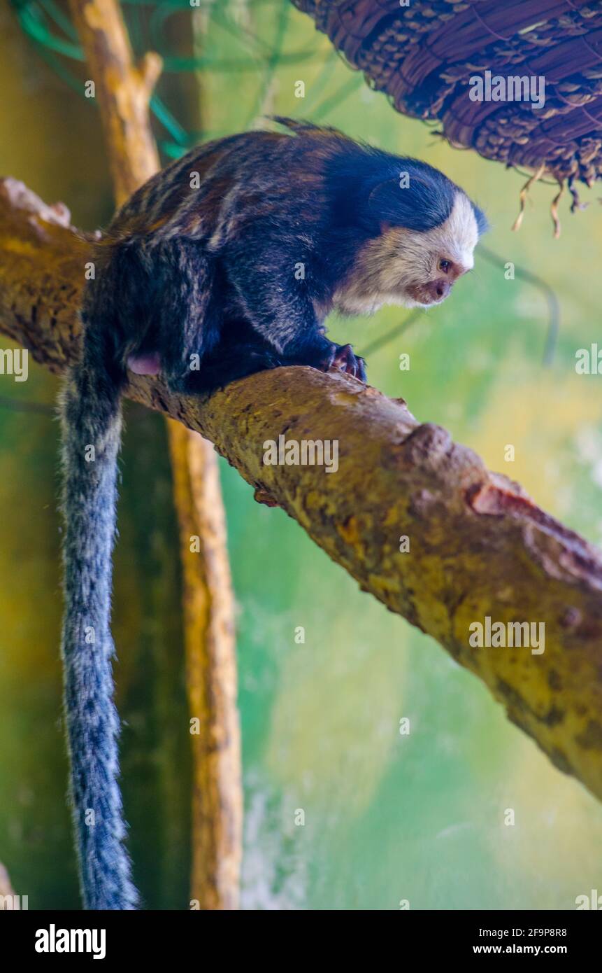 Geoffroys Marmoset (Callithrix geoffroyi) Stockfoto