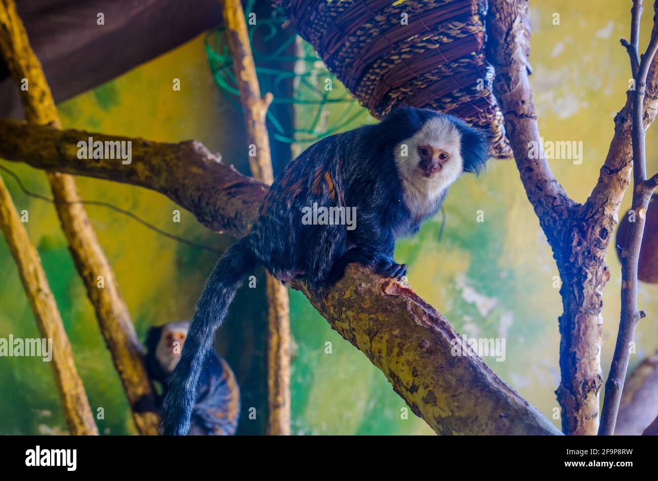 Geoffroys Marmoset (Callithrix geoffroyi) Stockfoto