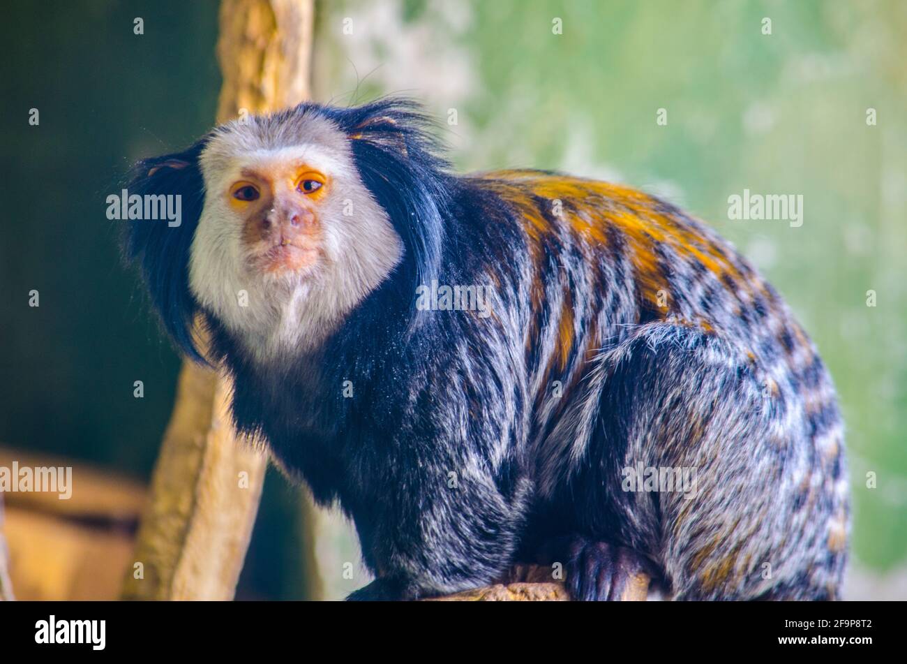 Geoffroys Marmoset (Callithrix geoffroyi) Stockfoto