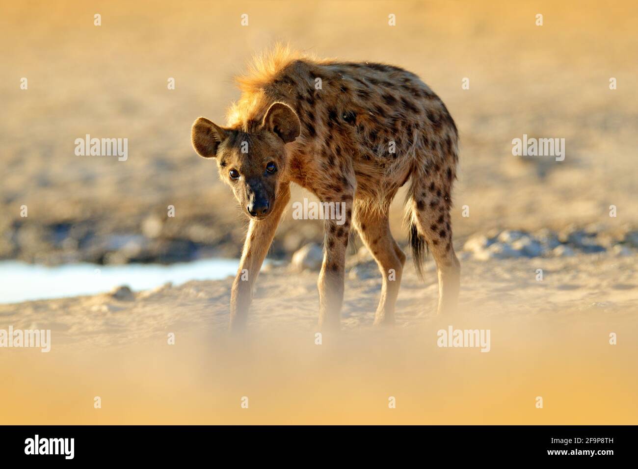 Gefleckte Hyäne, Crocuta crocuta, wütendes Tier in der Nähe des Wasserlochs, wunderschöner Sonnenuntergang am Abend. Tierverhalten aus der Natur, Tierwelt in Etosha, Namibia, Stockfoto