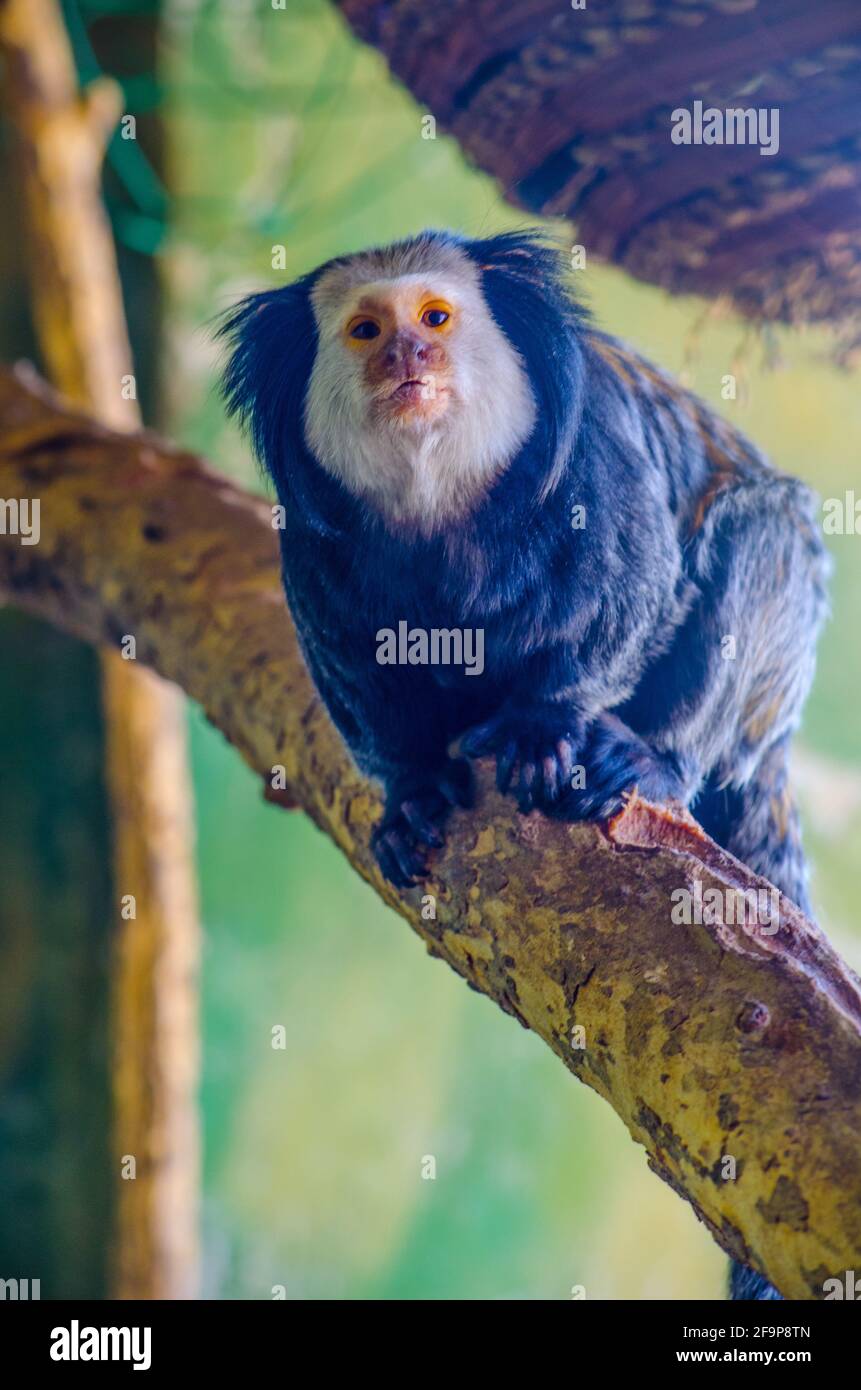 Geoffroys Marmoset (Callithrix geoffroyi) Stockfoto
