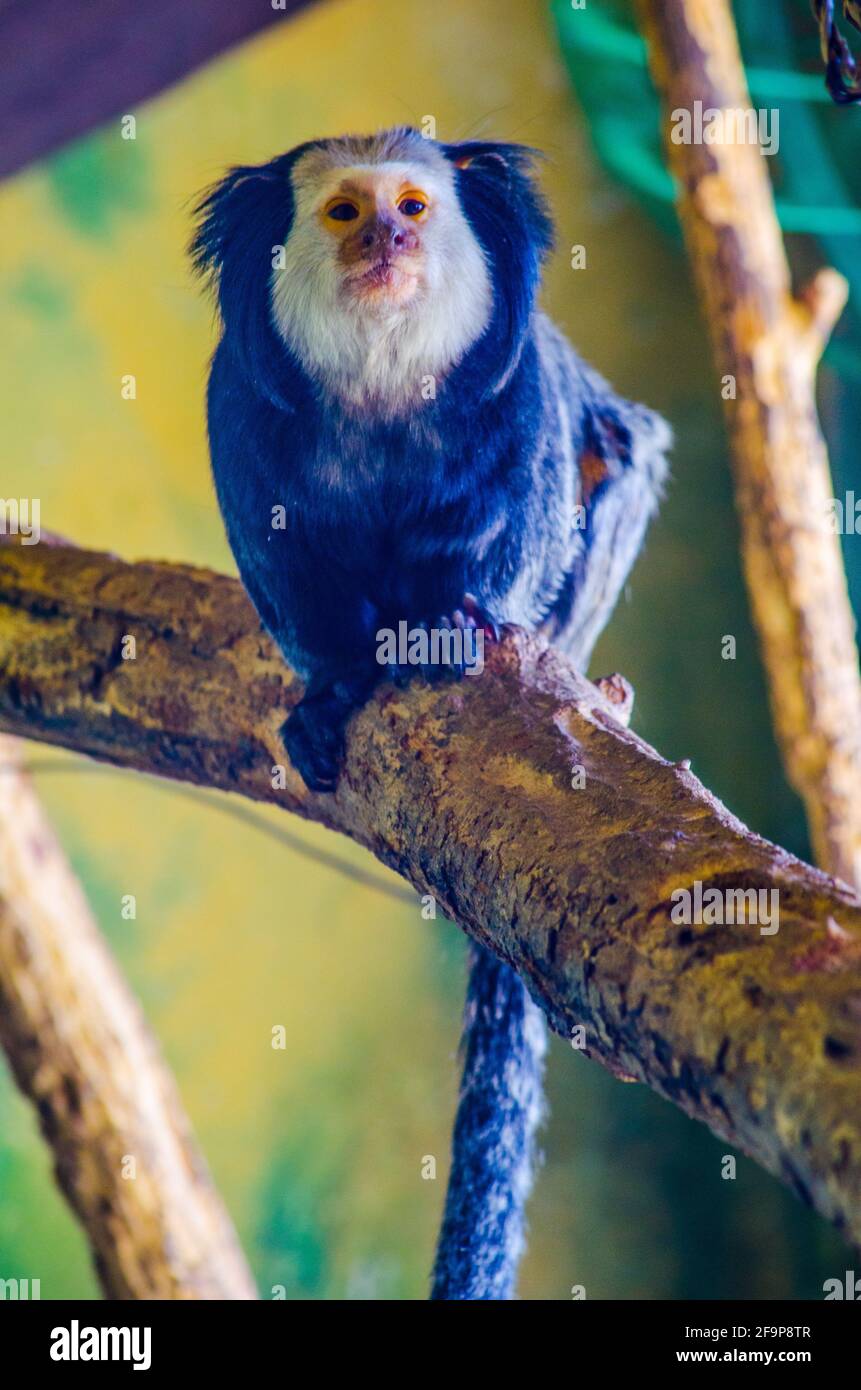 Geoffroys Marmoset (Callithrix geoffroyi) Stockfoto