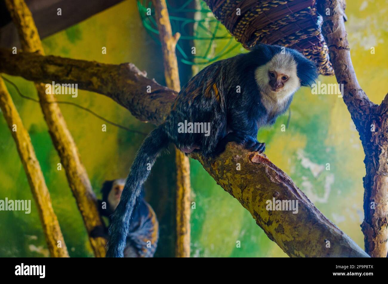 Geoffroys Marmoset (Callithrix geoffroyi) Stockfoto