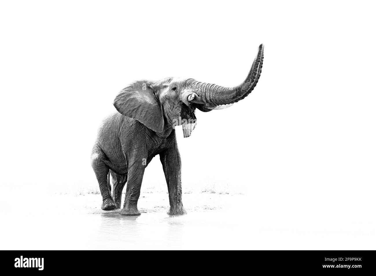 Schwarz-Weiß-Kunstfoto des afrikanischen Elefanten, Loxodonta africana, großer Stoßker aus der Vorderansicht Trinkwasser mit aufklapptem Rüssel. Wildlife Artistic sce Stockfoto