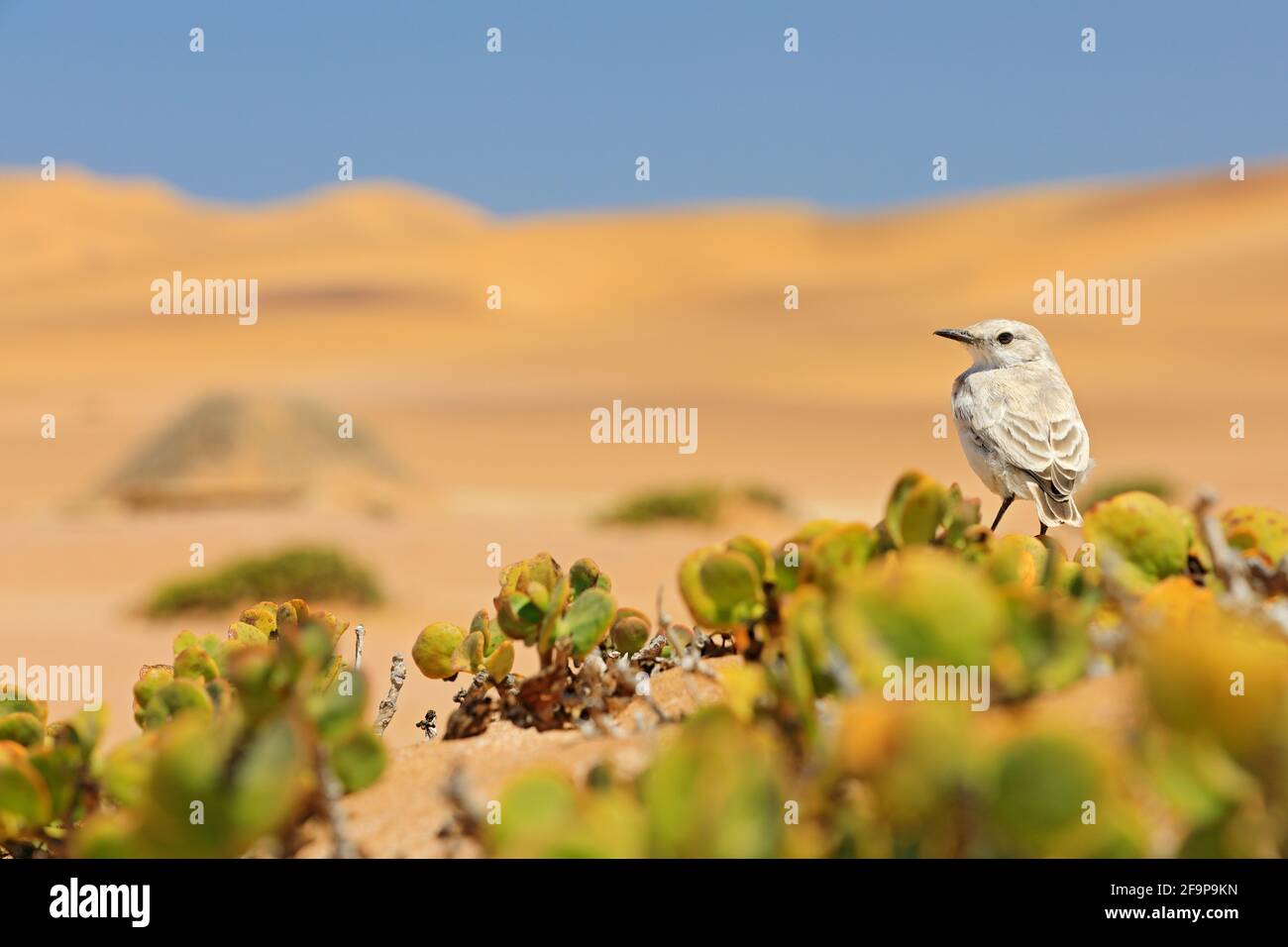 Tractrac Chat, emarginata tractrac, kleiner grauer Singvögel in der Namib-Wüste mit gelb-oranger Düne. Vogel im Lebensraum, grüne Vegetation im Sand,N Stockfoto