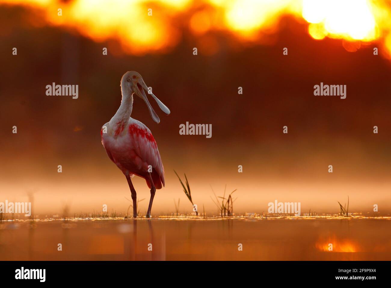 Schöner Sonnenaufgang mit Vogel, Platalea Ajaja, Roseate Spoonbill, im Wasser Sonne Hintergrundbeleuchtung, Detail Porträt des Vogels mit langen flachen Schnabel, Pantanal, Bra Stockfoto