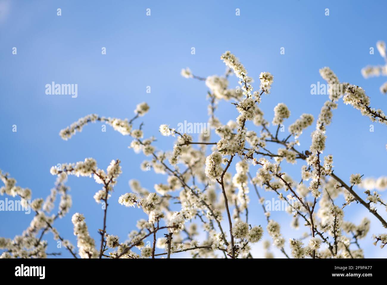 Schlehdornblüte in Blüte Stockfoto