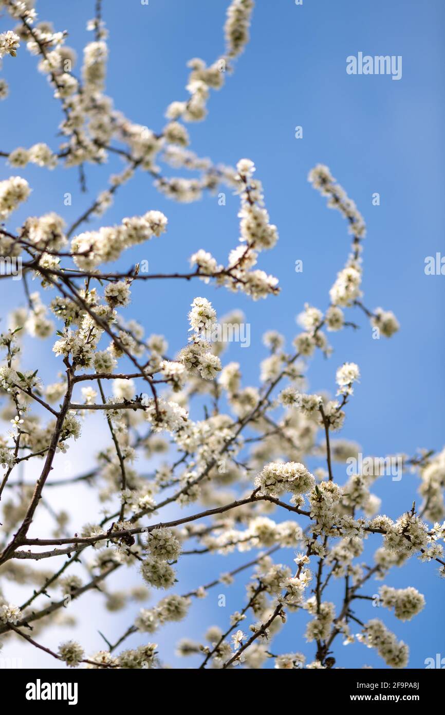 Schlehdornblüte in Blüte Stockfoto
