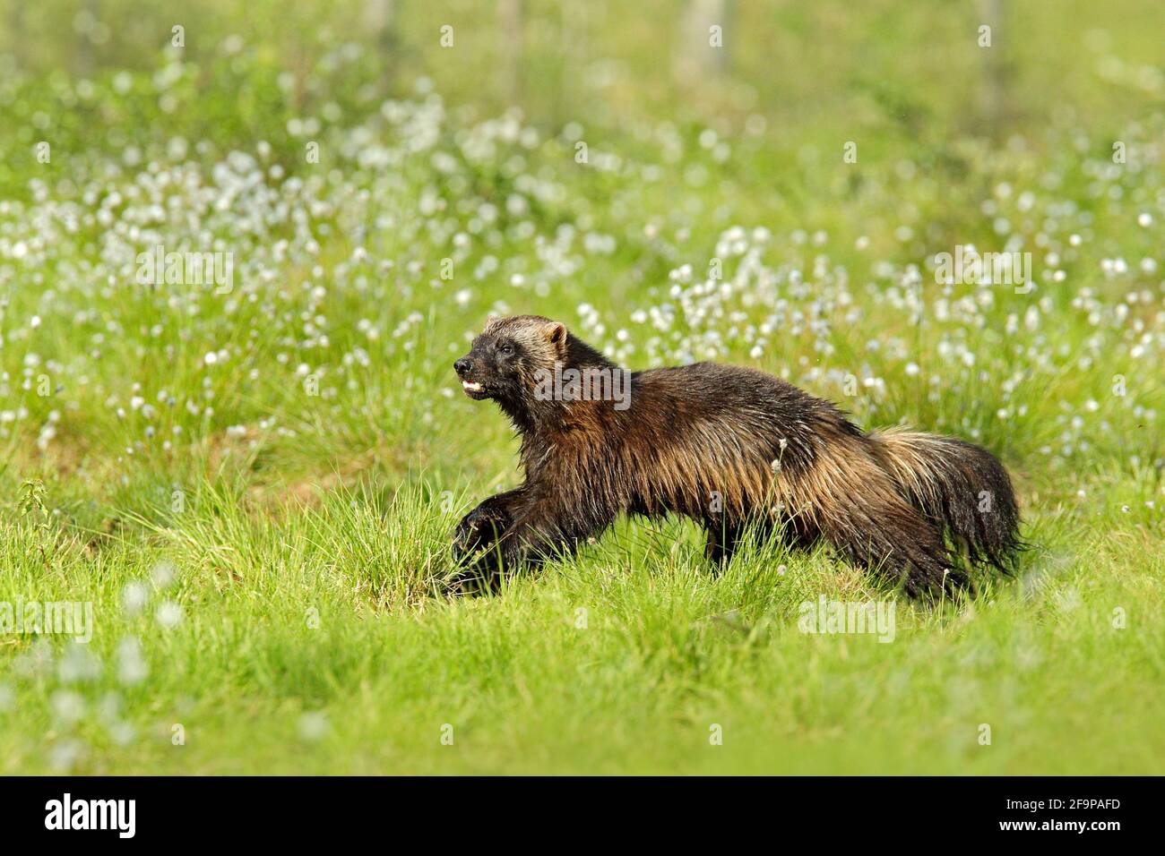 Wolverine in der finnischen Taiga laufen. Wildlife-Szene aus der Natur. Seltenes Tier aus Nordeuropa. Wilde Vielfraß im Sommer Baumwollgras. Aninal behave Stockfoto