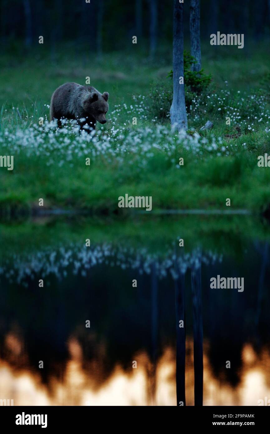 Einsamer junger Junge im Kiefernwald. Bärenhund ohne Mutter. Babe braun Tier in Natur Wald und Wiese Lebensraum. Wildlife-Szene aus Finnland Stockfoto