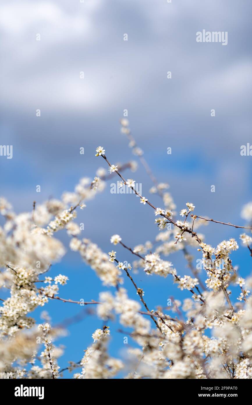 Schlehdornblüte in Blüte Stockfoto