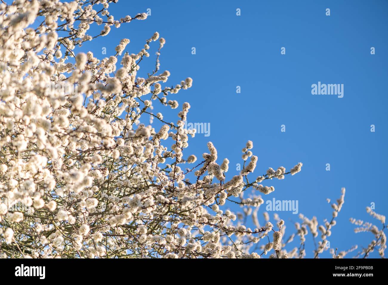 Schlehdornblüte in Blüte Stockfoto