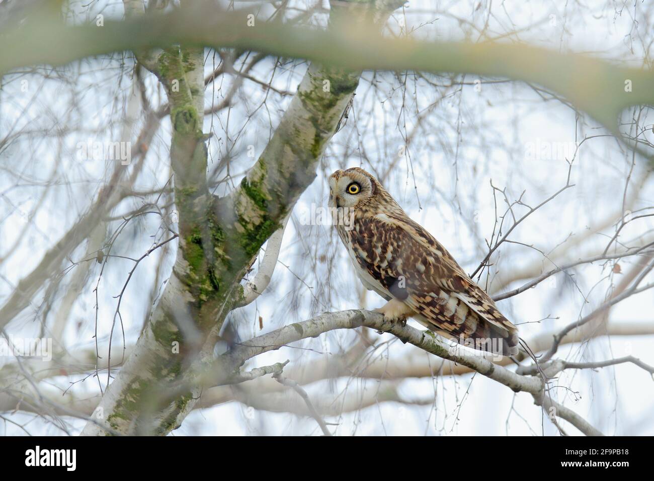 Kurzohreule, ASIO flammeus, sitzt auf der Birke. Vogel auf dem Winterbaum. Tier im Lebensraum. Wildtierszene aus der Natur, Tschechien, Stockfoto