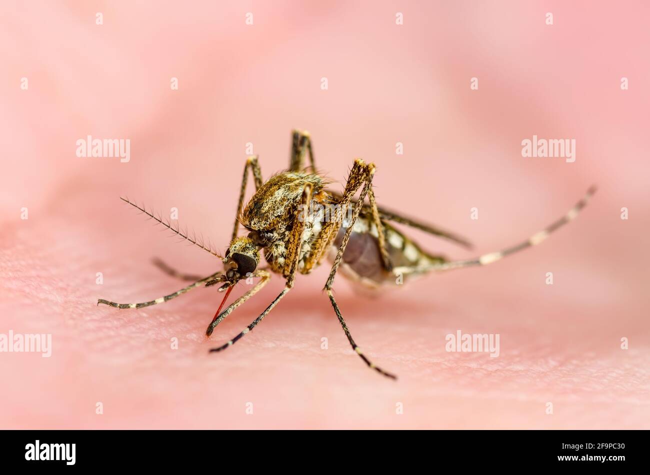 Gefährliche Malaria infizierte Culex Moskitobiss, Leishmaniose, Enzephalitis, Gelbfieber, Dengue, Mayaro-Krankheit, Zika, EEEV oder EEE Virus Infectious Stockfoto