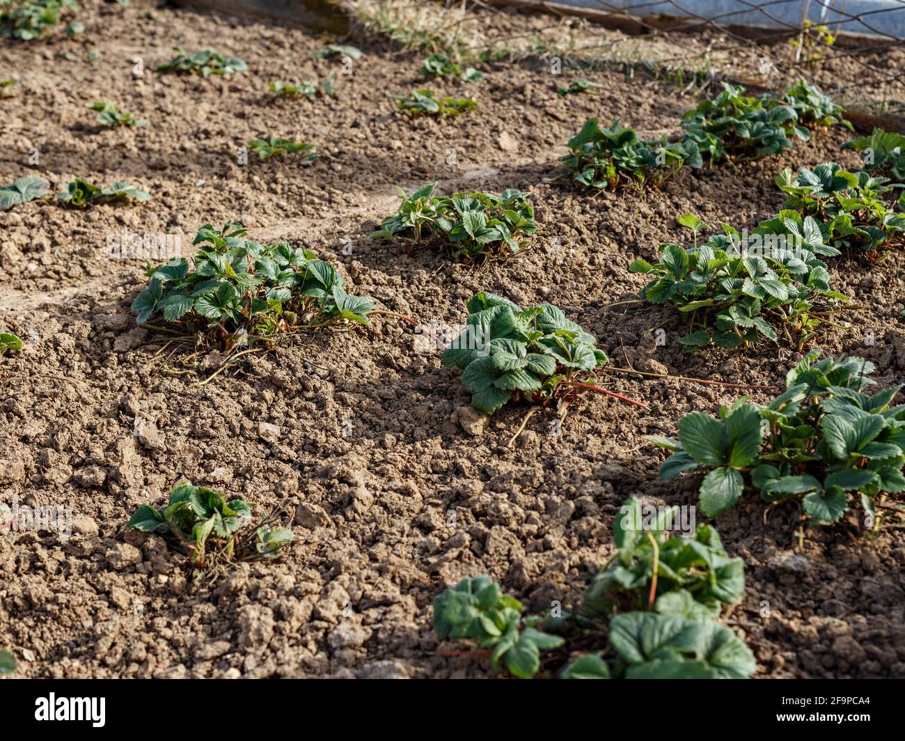 Gerade Reihen von Erdbeersträuchern mit grünen Blättern am sonnigen Frühlingstag. Stockfoto