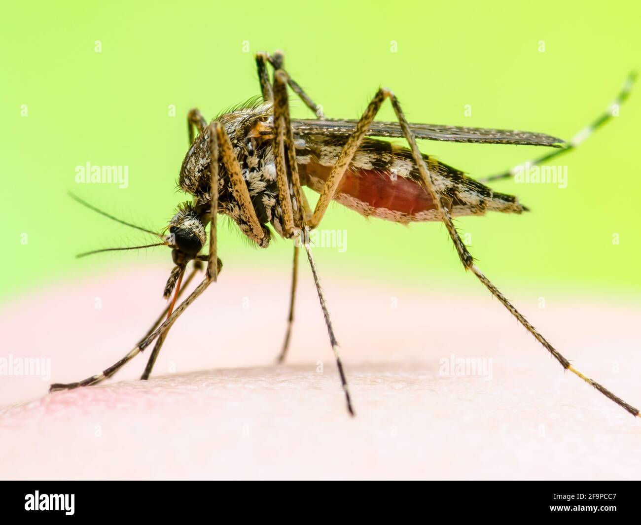 Zika infizierte Mosquito auf grünem Hintergrund. Leishmaniose, Enzephalitis, Gelbfieber, Dengue, Malaria-Krankheit, Mayaro oder Zika-Virus infektiöses C Stockfoto