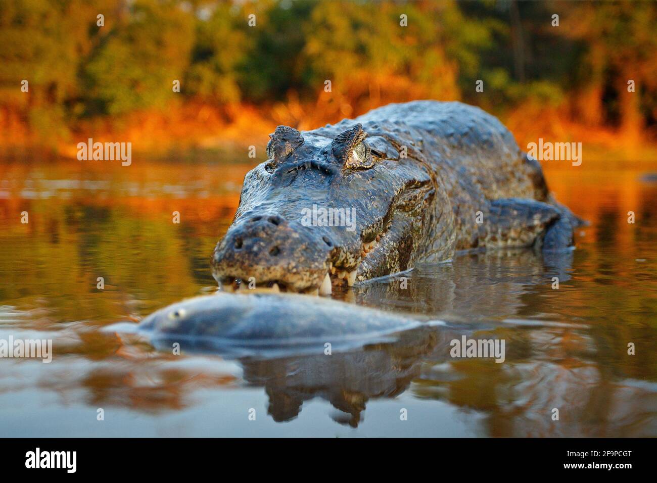 Krokodil fangen Fische im Flusswasser, Abendlicht. Yacare Caiman, Krokodil mit Piranha in offener Schnauze mit großen Zähnen, Pantanal, Bolivien. Detailansicht Stockfoto