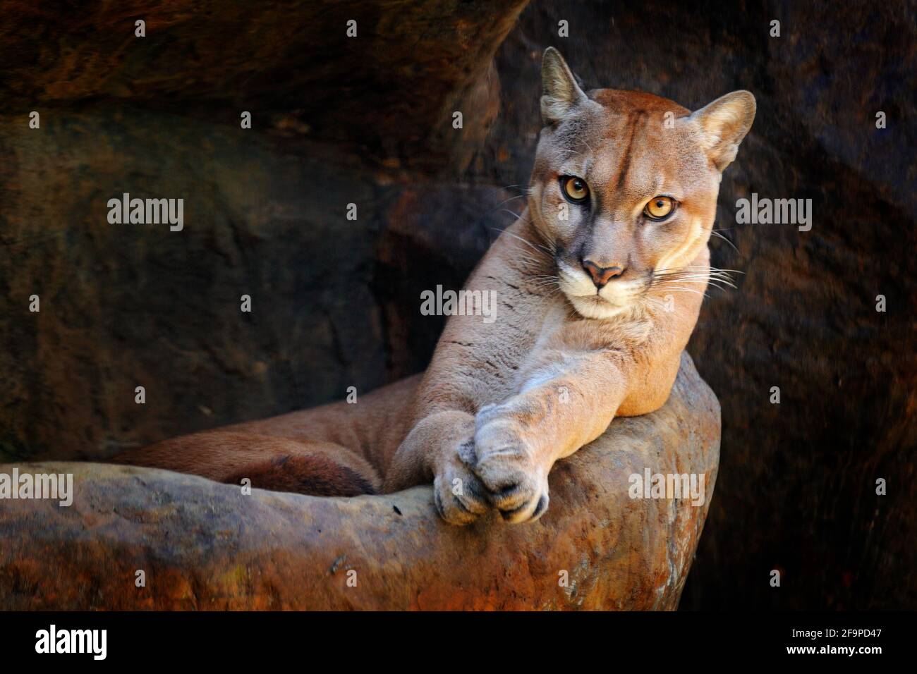Wilde Großkatze Cougar, Puma concolor, verstecktes Porträt eines gefährlichen Tieres mit Stein, USA. Wildlife-Szene aus der Natur. Berglöwe im Felsenhabitat. Stockfoto