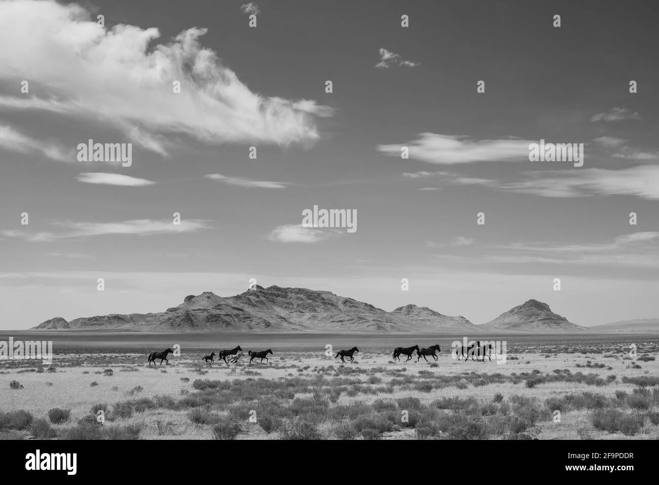 Wilde Pferde galoppieren durch die Wüste von Utah Stockfoto