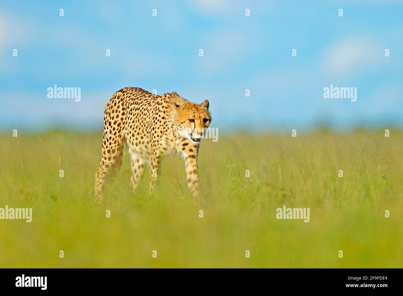 Gepard, Acinonyx jubatus, Wildkatze. Schnellstes Säugetier an Land, Botswana, Afrika. Gepard im Gras, blauer Himmel mit Wolken. Gefleckte Wildkatze Stockfoto