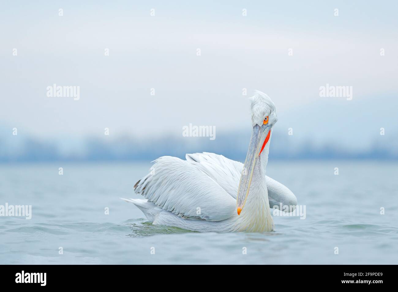 Vogel mit Sonnenaufgang am Morgen. Dalmatinischer Pelikan, Pelecanus crispus, im Kerkini-See, Griechenland. Pelikan mit offenen Flügeln. Wildlife-Szene aus europäischer Natur Stockfoto