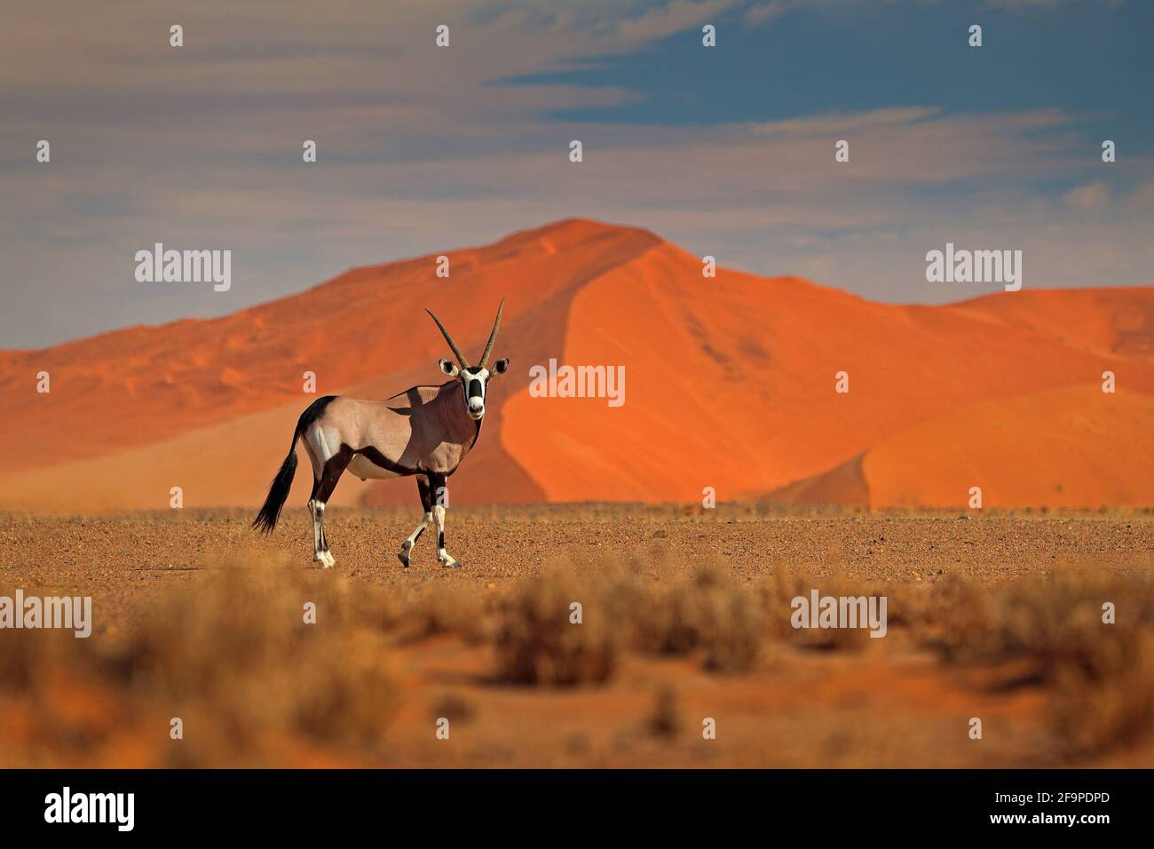 Gemsbok mit orangefarbener Sanddüne Abenduntergang. Gemsbuck, Oryx gazella, große Antilope in Naturgebiet, Sossusvlei, Namibia. Wilde Tiere im savan Stockfoto