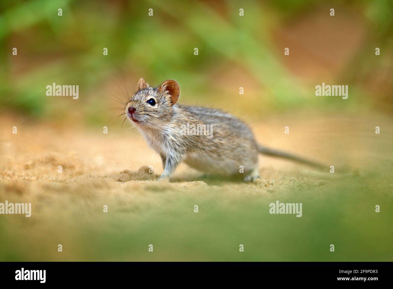 Viergestreifte Grasmaus, Rhabdomys pumilio, schöne Ratte im Lebensraum. Maus im Sand mit grüner Vegetation, lustiges Bild aus der Natur, Namib des Stockfoto
