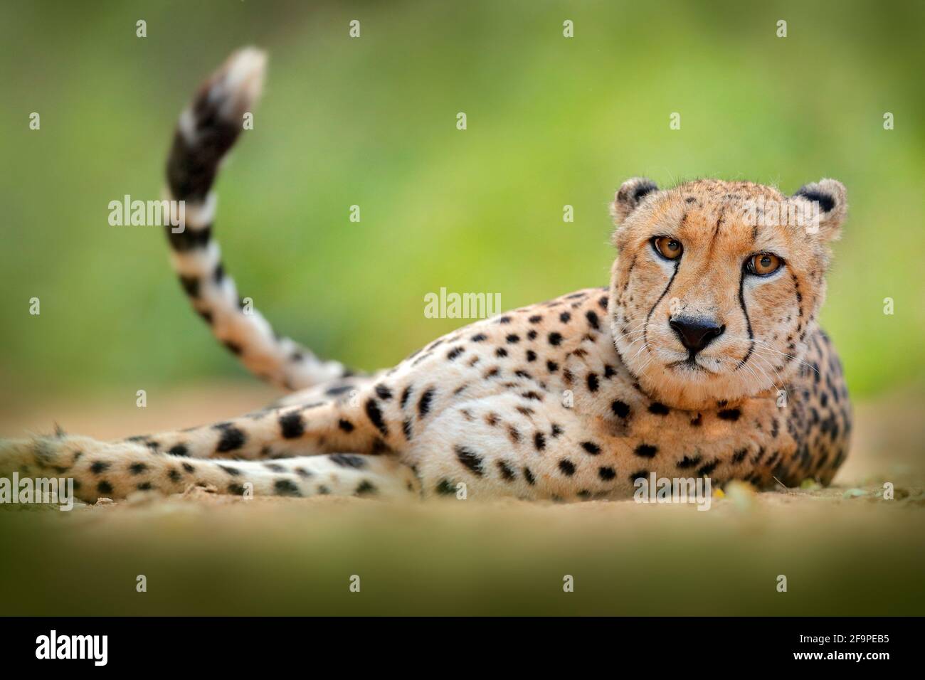 Gepard, Acinonyx jubatus, Detailportrait der Wildkatze. Schnellstes Säugetier des Landes, Etosha NP, Namibia in Afrika. Wildlife-Szene aus afrikanischer Natur. Stockfoto