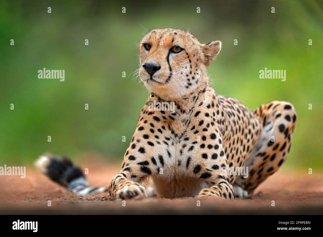 Gepard, Acinonyx jubatus, Detailportrait der Wildkatze. Schnellstes Säugetier an Land, Okavango, Botswana in Afrika. Wildlife-Szene aus afrikanischer Natur. Stockfoto
