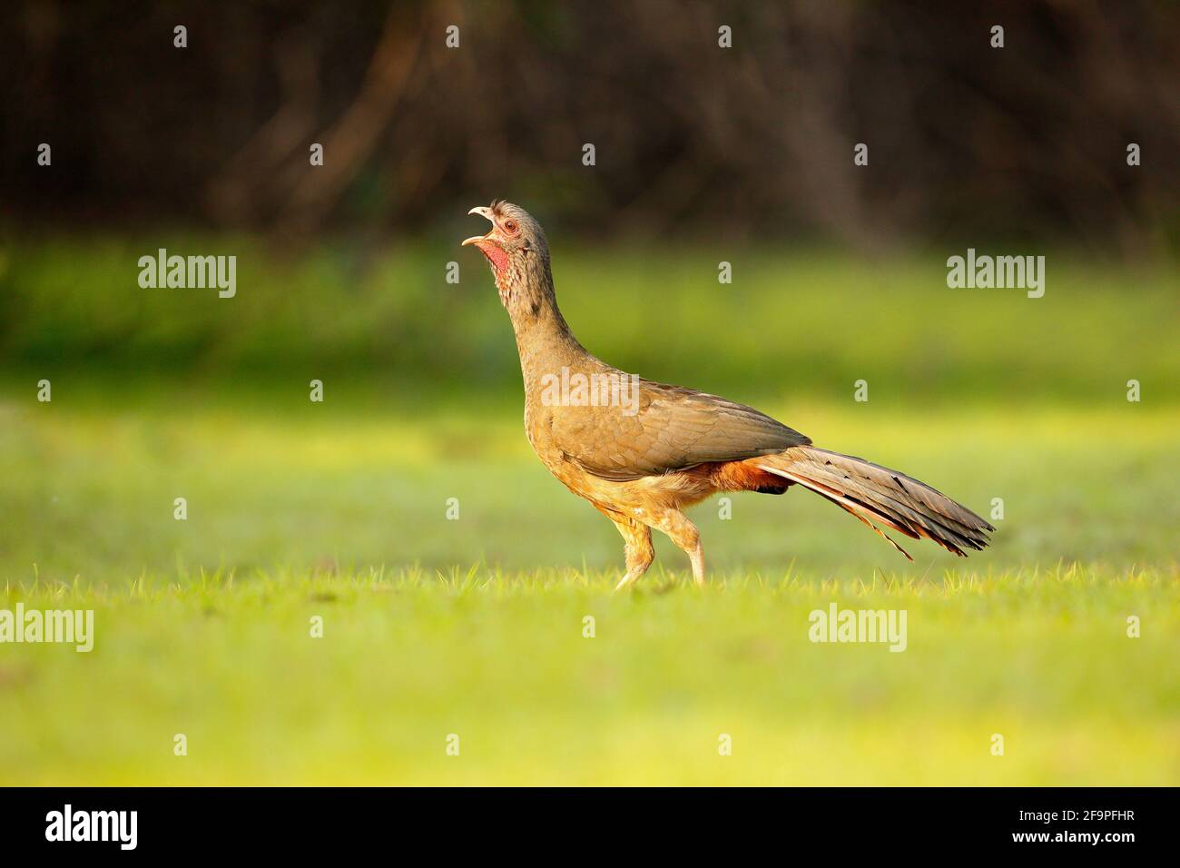 Chaco Chachalaca, Ortalis canicollis, Vogel mit offenem Schnabel, Wandern im grünen Gras, Pantanal, Brasilien. Vogel im natürlichen Lebensraum. Guan, Tierwelt Brasilien Stockfoto