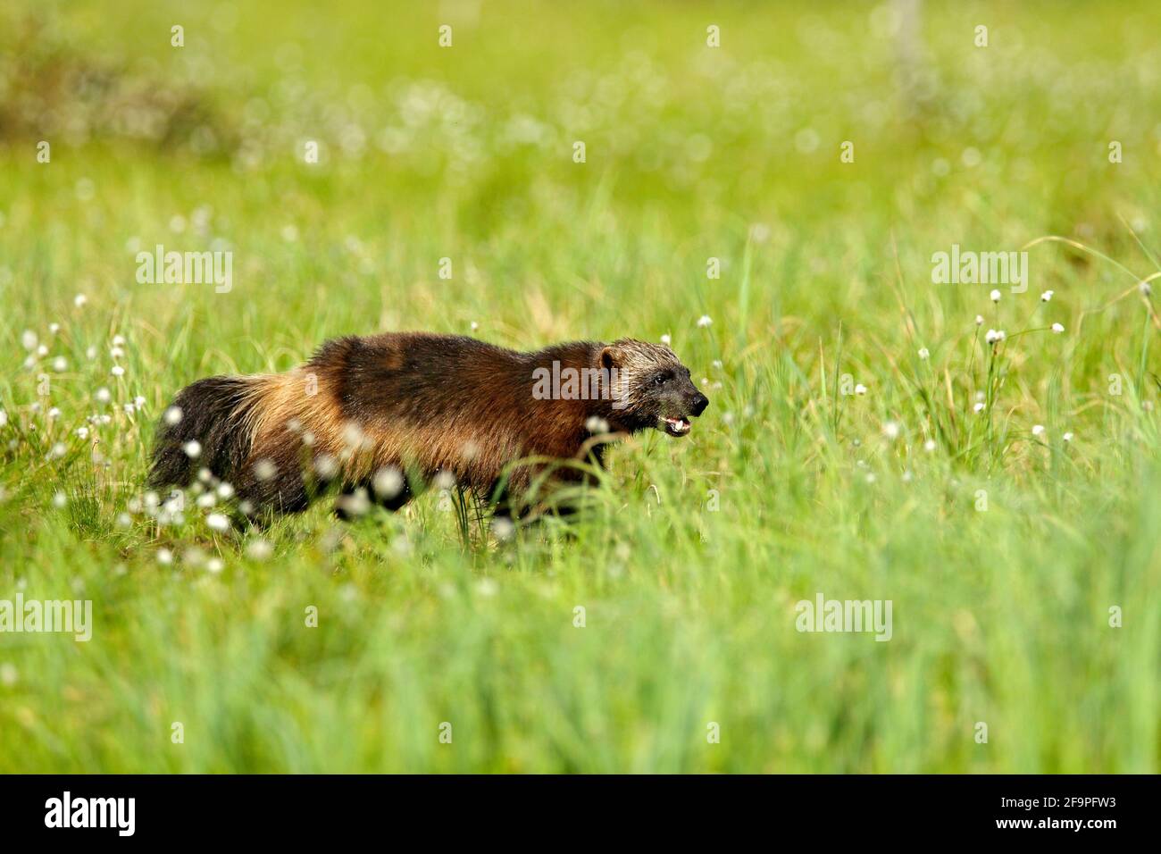 Wolverine in der finnischen Taiga laufen. Wildlife-Szene aus der Natur. Seltenes Tier aus Nordeuropa. Wilde Vielfraß im Sommer Baumwollgras. Aninal behave Stockfoto