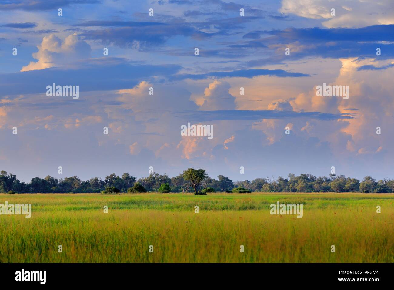 Wunderschöne weiße Wolken am blauen Himmel über der grünen Savanne in Afrika. Regenzeit in Moremi, Okavango Delta, Botswana. Afrikanischer Sommer Stockfoto